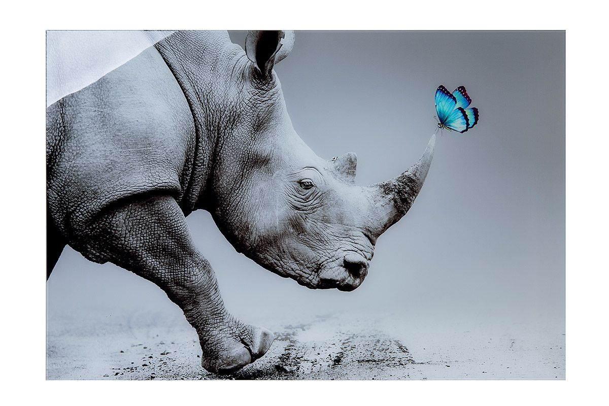 Rhino with Butterfly